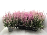 Erica gracilis rosa