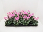 Mini Cyclamen rosa