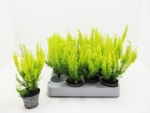Mini Erica arborea