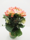 Begonia elatior rosa-weiß "Apfelblüte"