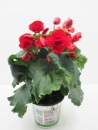 Begonia elatior rot