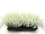 Calluna   vulg. weiß