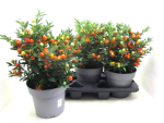 Solanum pseudocapsicum