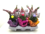 Calluna Wichtel