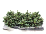 Mini Crassula rosularis