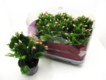 Schlumbergera rosa