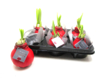 Waxz Amaryllis hellrot