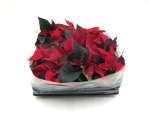 Mini Poinsettia rot