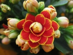 Kalanchoe gefüllt orange "Geneva"