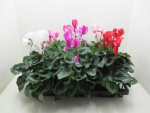 Cyclamen pers. Mix glatt