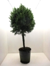 Picea glauca Stamm