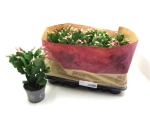 Schlumbergera  midi rosa