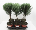 Thymian Stämmchen grün