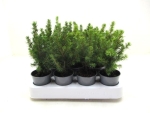 Mini Picea glauca "Perfecta"