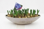 Muscari in Betonschiffchen