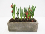 Wildtulpe in Betonkasten