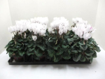 Cyclamen pers. midi weiß