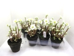 Helleborus blattlos Tontopf