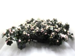 Azaleen "Lea" 22-25 cm zartrosa