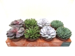 Echeveria gemischt