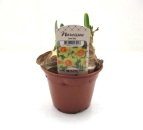 Narcissus  "Love Day"