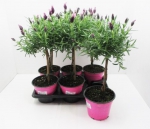 Lavandula stoechas Stämmchen