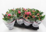 Kalanchoe gefüllt pink