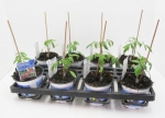 Tomate veredelt "Kakao"/"Starlias Choco"