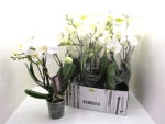 Phalaenopsis "Bambuso" 2 Rispen weiß