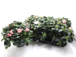 Azaleen "Lea" 22-25 cm rosa