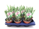 Tulpe "Papagei" rosa