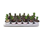 Hyacinthus  1pp Mix rund