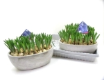 Muscari in Betonschale oval glatt