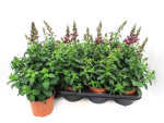 Antirrhinum majus rot