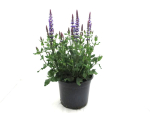 Salvia nem. Kübel blau