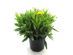 Coreopsis grand. Kübel