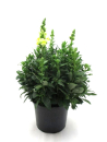 Antirrhinum majus Kübel