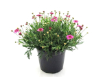Chrysanthemum Kübel
