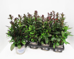 Lobelia speciosa