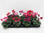 Mini Cyclamen Mix