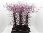 Corokia gefärbt bourdeaux + Glitter