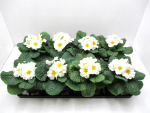 Primula acaulis weiß