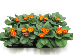Primula acaulis Orangetöne