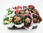 Mini Kalanchoe Mix