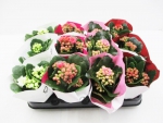 Mini Kalanchoe Mix gefüllt