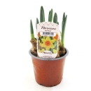 Narcissus  "Red Devon"