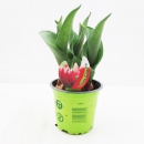 Tulpe  rot-weiß gefranst "Canasta"