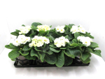 Primula gefüllt weiß