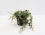 Peperomia prostrata