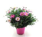 Chrysanthemum frut. Busch rosa